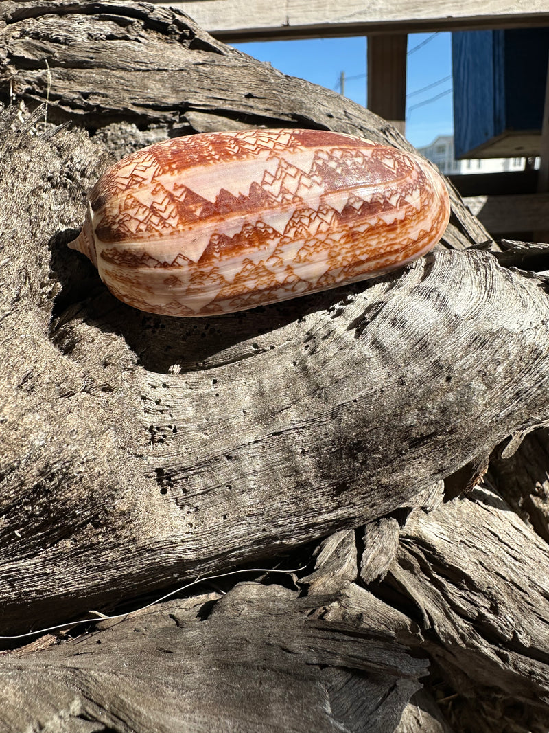 Tent Olive - Oliva porphyria