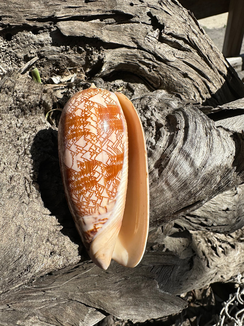 Tent Olive - Oliva porphyria