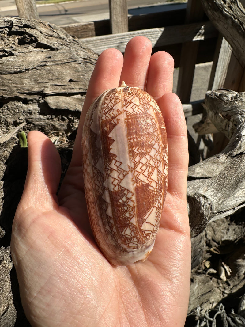 Tent Olive - Oliva porphyria