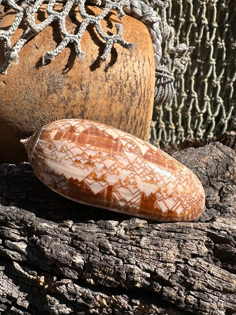 Tent Olive shell with orange zigzag patterns 