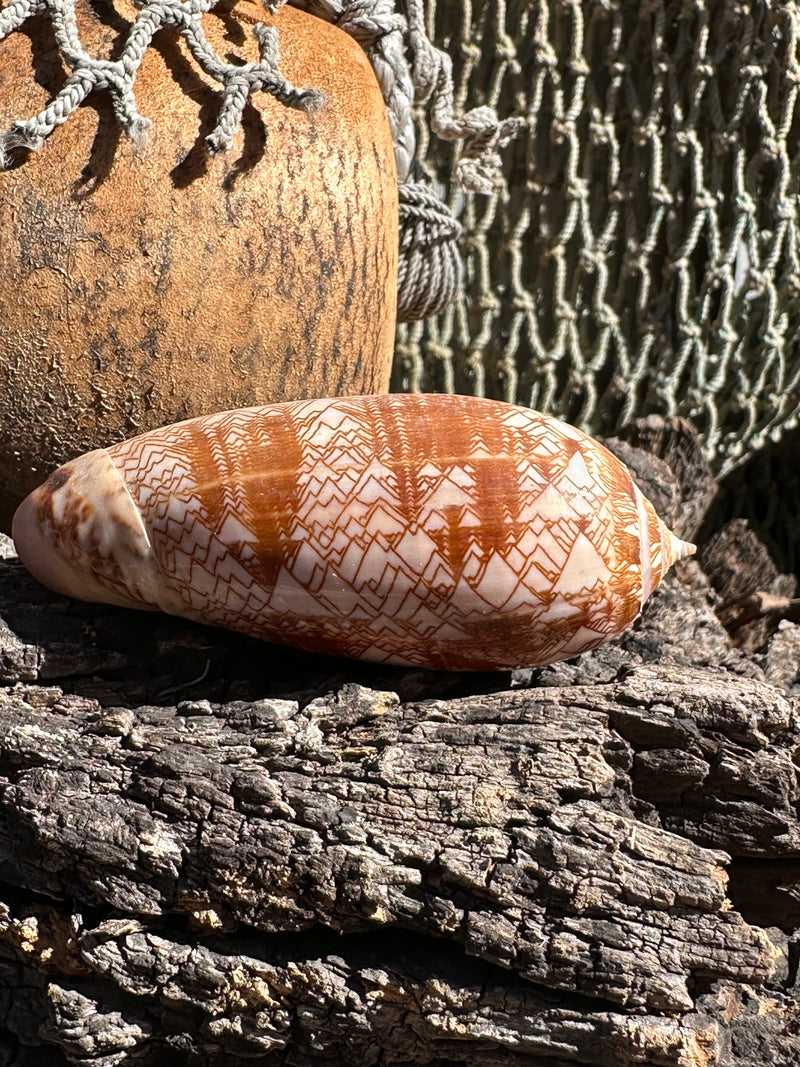 Tent Olive shell with orange zigzag patterns 
