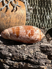Tent Olive shell with orange zigzag patterns 