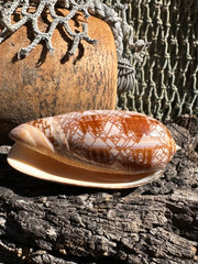 Tent Olive shell with orange zigzag patterns 