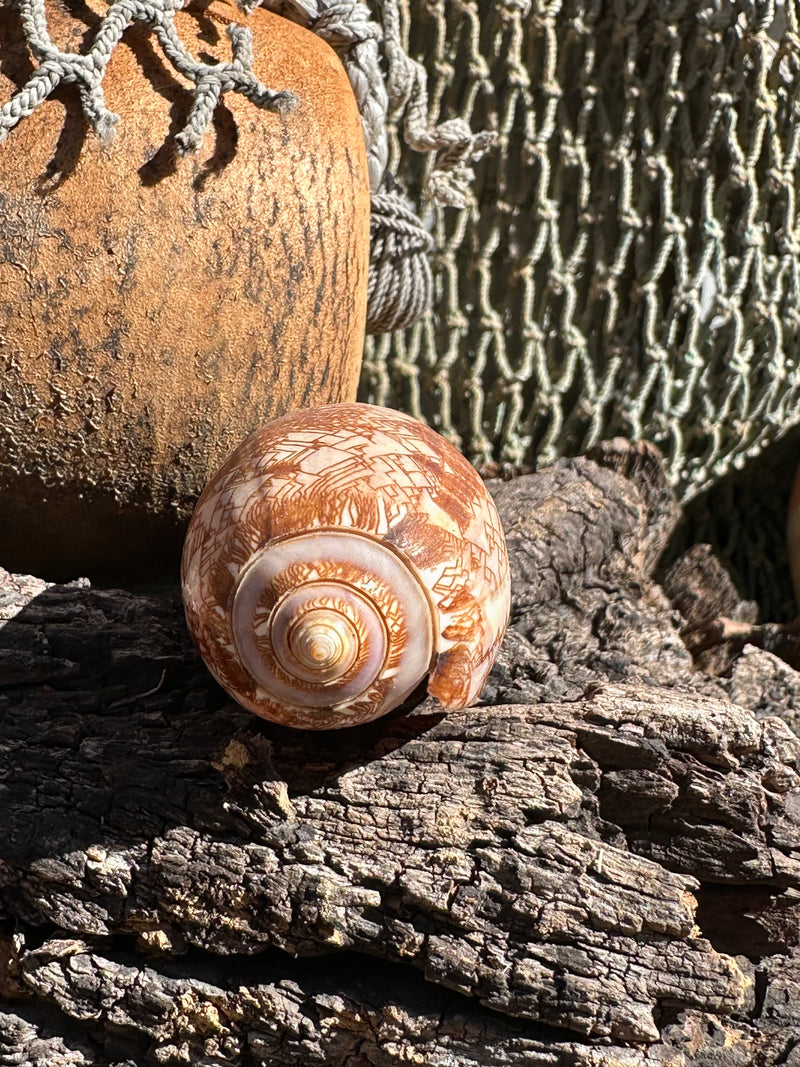 Tent Olive shell with orange zigzag patterns 