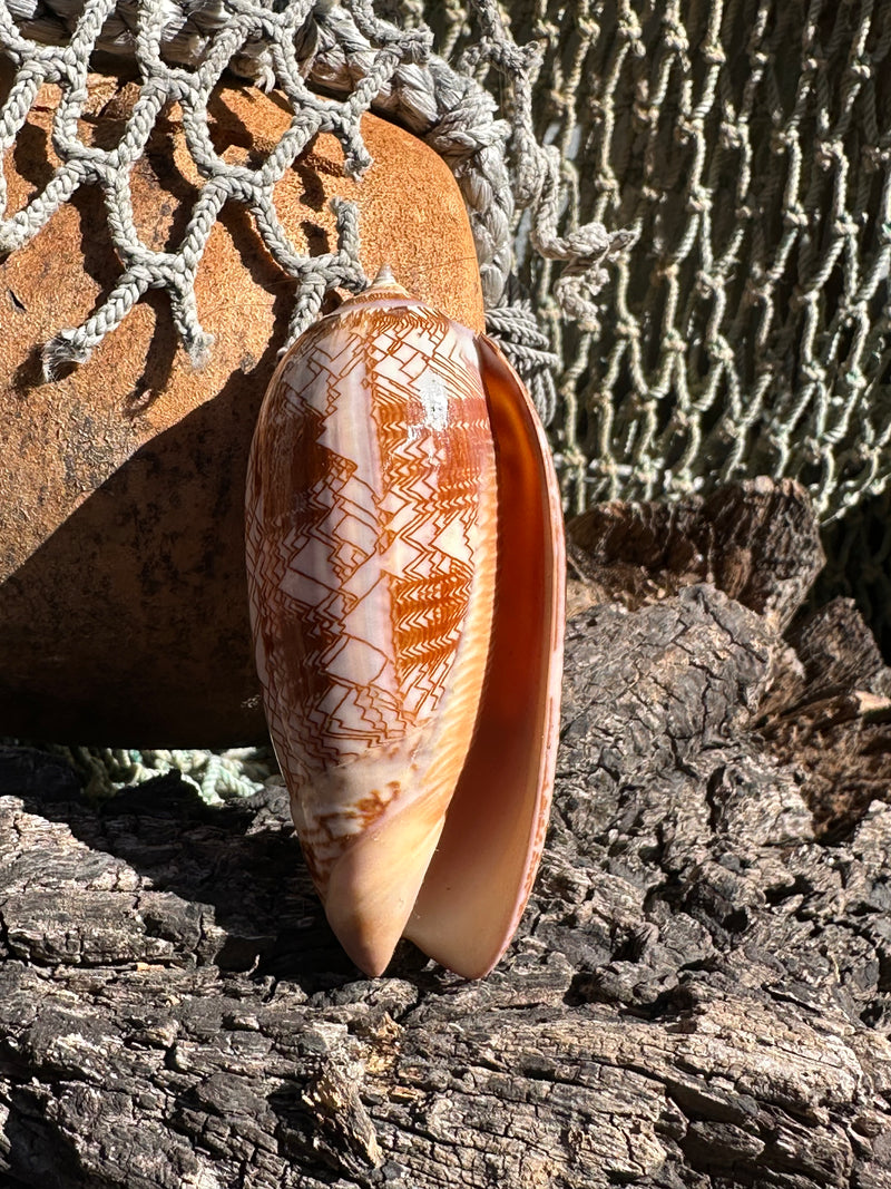 Tent Olive shell with orange zigzag patterns 