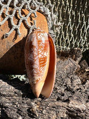 Tent Olive shell with orange zigzag patterns 
