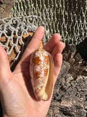 Tent Olive shell with orange zigzag patterns 
