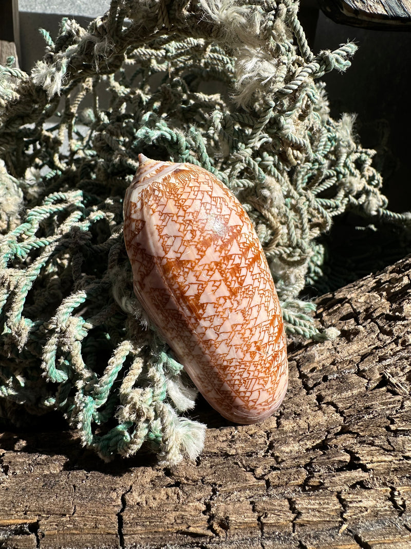 Polished Tent Olive shell with orange zigzag patterns