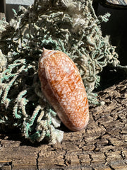Polished Tent Olive shell with orange zigzag patterns