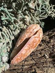 Polished Tent Olive shell with orange zigzag patterns