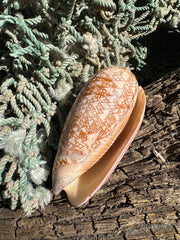 Polished Tent Olive shell with orange zigzag patterns