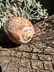 Polished Tent Olive shell with orange zigzag patterns