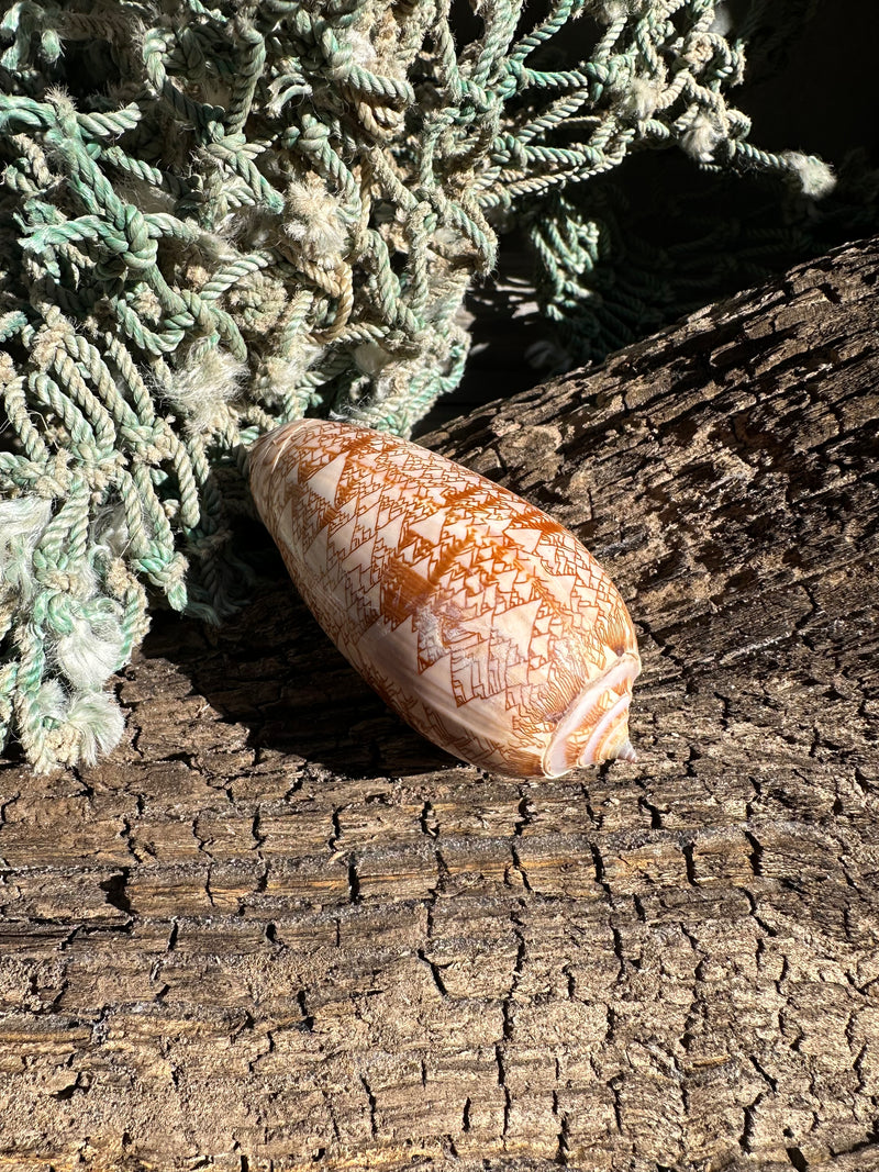 Polished Tent Olive shell with orange zigzag patterns