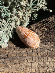 Polished Tent Olive shell with orange zigzag patterns
