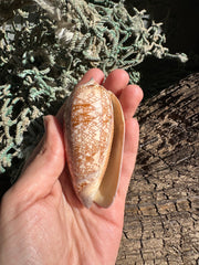 Polished Tent Olive shell with orange zigzag patterns