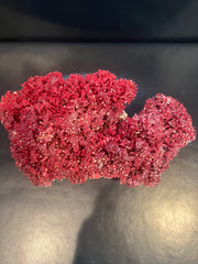 Vintage Red Pipe Coral- 10