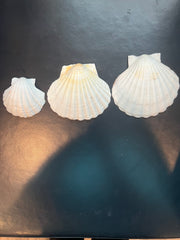 White Baking Scallop Shells