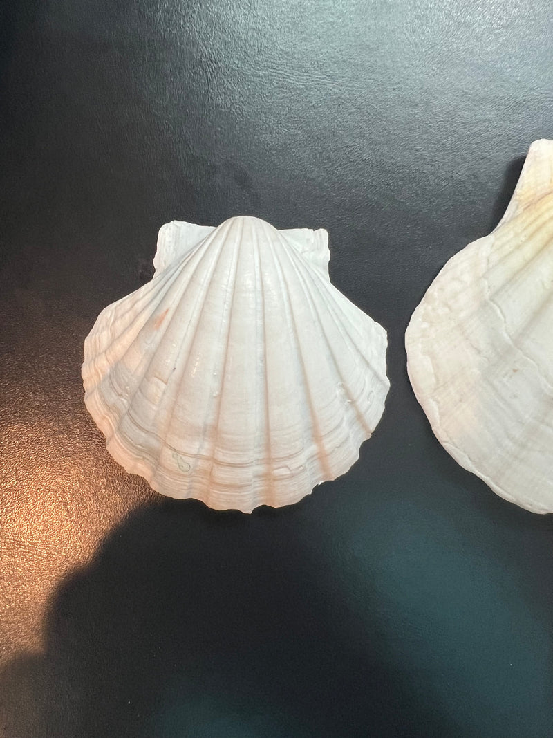 White Baking Scallop Shells