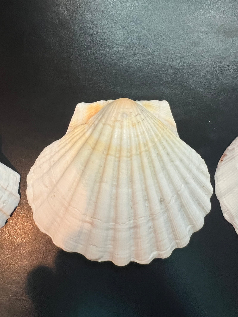 White Baking Scallop Shells