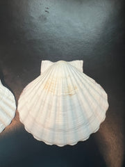 White Baking Scallop Shells