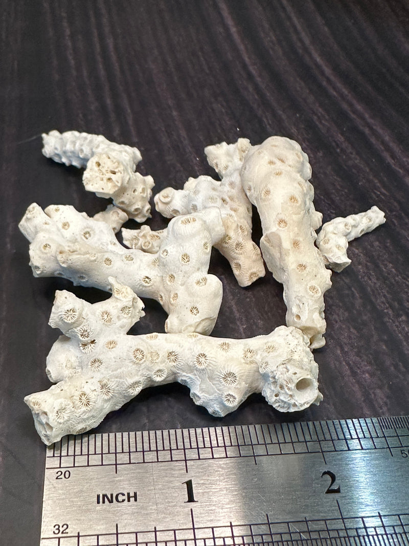 White Fossilized Gulf of Mexico Coral Pieces