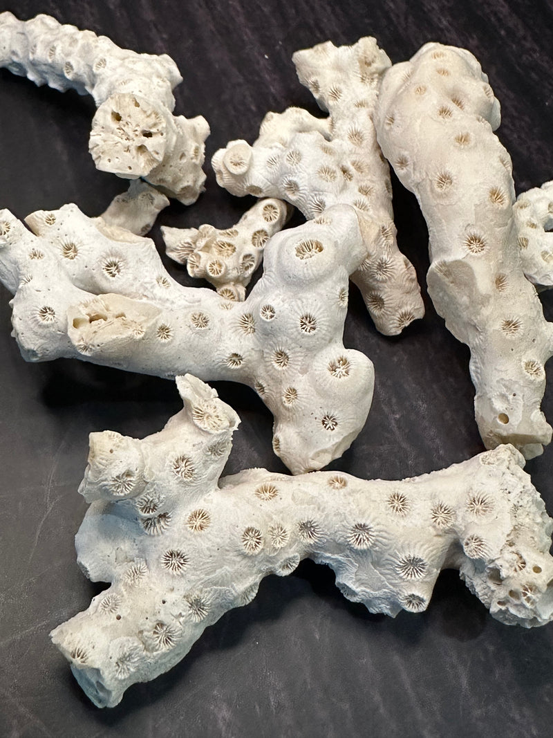 White Fossilized Gulf of Mexico Coral Pieces