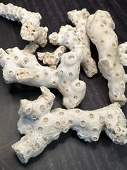 White Fossilized Gulf of Mexico Coral Pieces