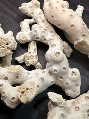 White Fossilized Gulf of Mexico Coral Pieces