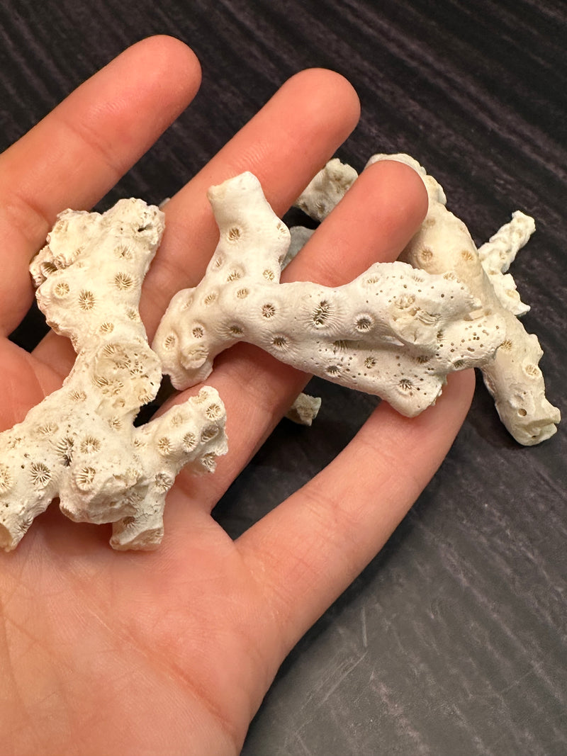 White Fossilized Gulf of Mexico Coral Pieces