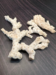 White Fossilized Gulf of Mexico Coral Pieces