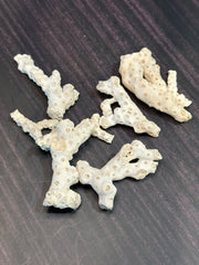 White Fossilized Gulf of Mexico Coral Pieces