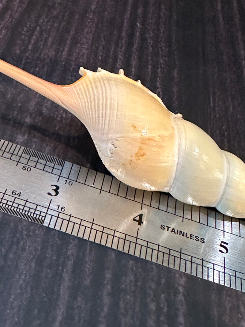 Shinbone Tibia Fucus Shell 7.5"