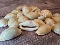 Boivin's Cowrie - Boivinii Cowrie