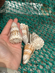 Imperial Cone - Conus imperialis