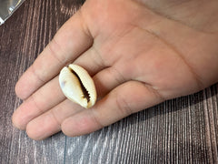 Boivin's Cowrie - Boivinii Cowrie