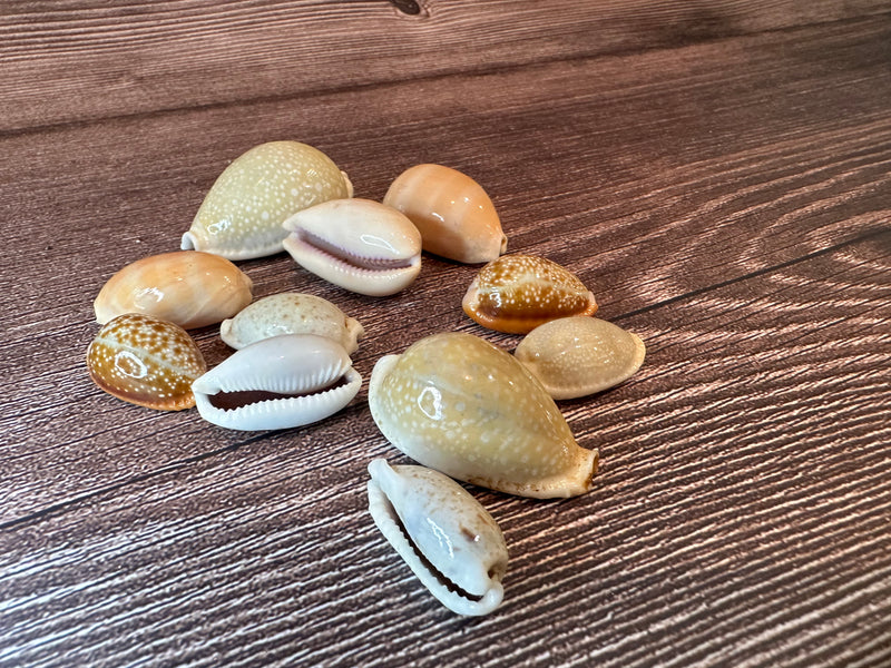 Assorted Cowrie