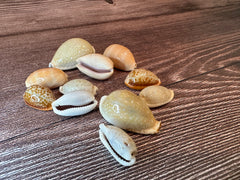 Assorted Cowrie