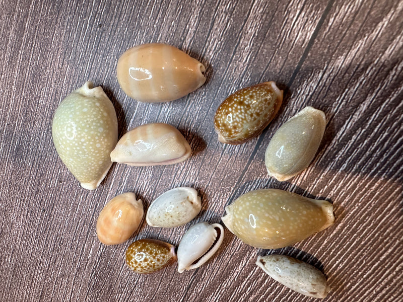 Assorted Cowrie