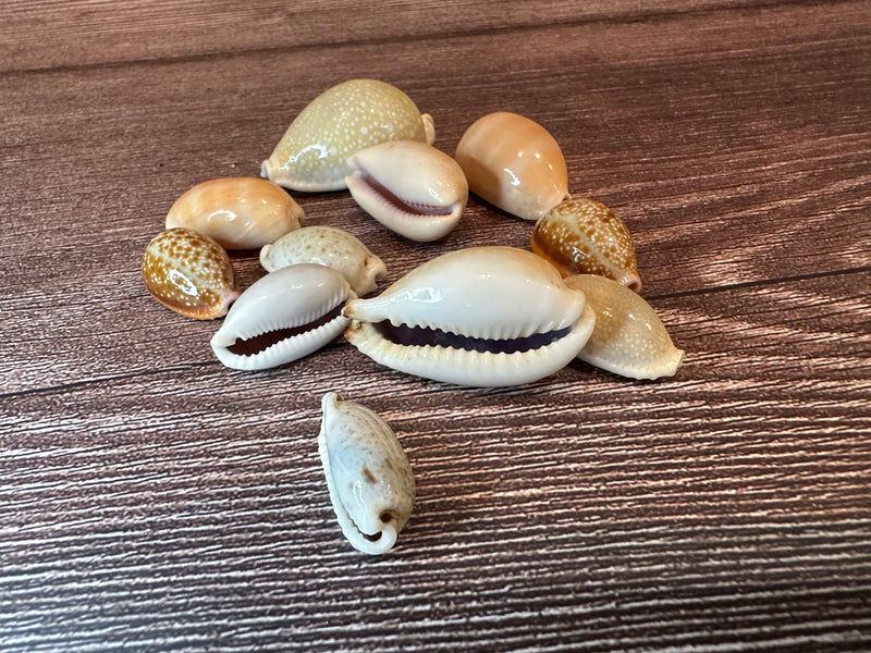 Assorted Cowrie