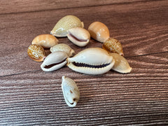 Assorted Cowrie