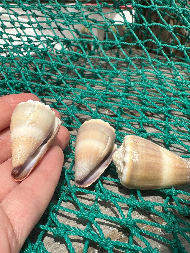 Livid Cone - Conus lividus | Loving Coastal Living