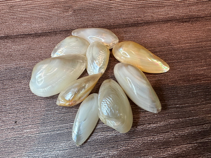 Pearl Clam