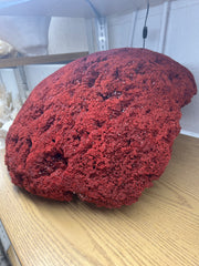 Vintage Red Pipe Coral- 25
