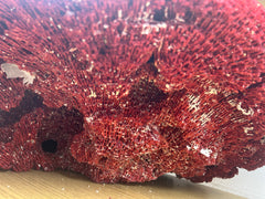 Vintage Red Pipe Coral- 25