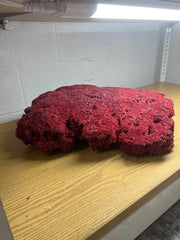 Vintage Red Pipe Coral- 21