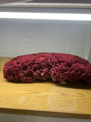 Vintage Red Pipe Coral- 24