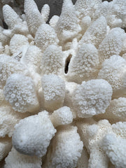 Vintage White Finger Coral- 20