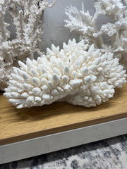 Vintage White Finger Coral- 20
