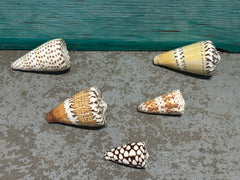 Cone Shell Collection Pack