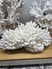 Vintage White Finger Coral- 20